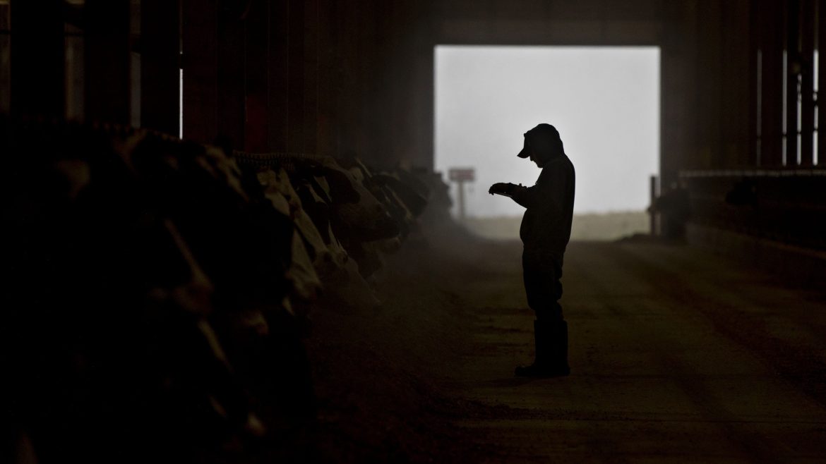 Cows Have Almost Certainly Infected More Than Two People With Bird Flu